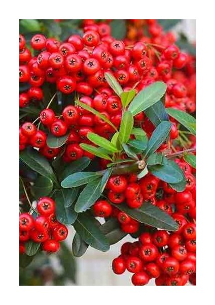 1-2 Yaş Arası Tüplü Kırmızı Bodur Ateş Dikeni (Pyracantha) Fidanı - Canlı Meyveli ve Dayanıklı Fidan fırsatları