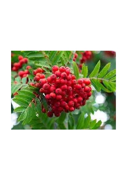 1-2 Yaş Arası Tüplü Kırmızı Bodur Ateş Dikeni (Pyracantha) Fidanı - Canlı Meyveli ve Dayanıklı Fidan indirimleri