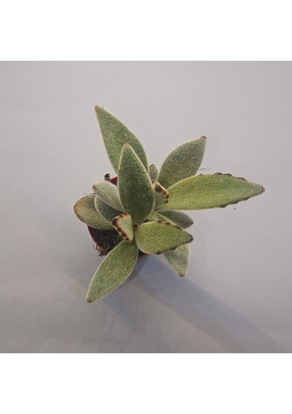 Kalanchoe Tomentosa Sukulent 5.5 Lik Saksı
