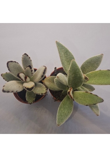 Kalanchoe Tomentosa Sukulent 5.5 Lik Saksı