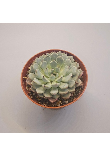 Yağmur Kaktüs Echeveria Colarata Sukulent 8.5 Lik Saksı