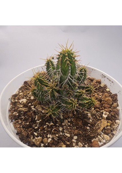 Euphorbia Horrida 15LIK Saksıda Sukulent