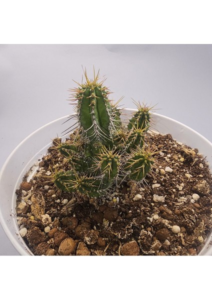 Euphorbia Horrida 15LIK Saksıda Sukulent