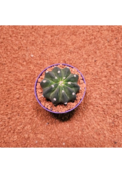 Echinopsis 8lik Saksıda Kaktüs