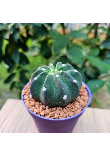 Echinopsis 8lik Saksıda Kaktüs fiyatları