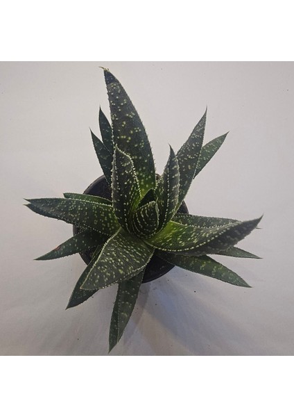 Haworthia Sukulent 8.5 Lik Saksı