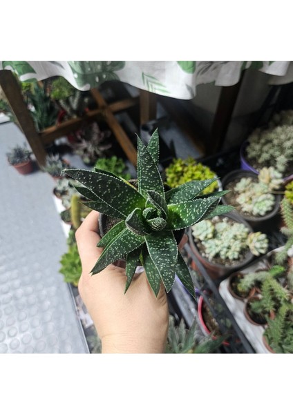 Haworthia Sukulent 8.5 Lik Saksı