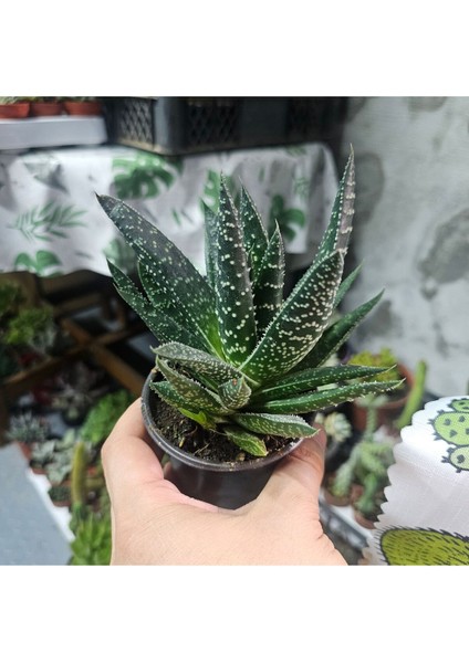 Haworthia Sukulent 8.5 Lik Saksı