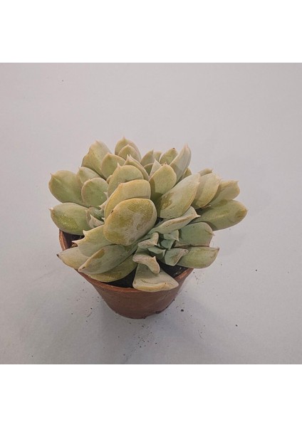 Yağmur Kaktüs Echeveria Secunda Sukulent 5.5 Lik Saksı