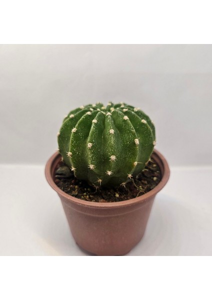 Echinopsis Subdenudata 9luk Saksıda Kaktüs