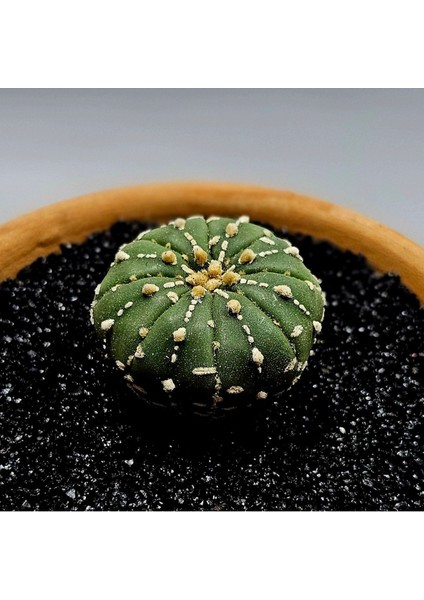 Yağmur Kaktüs Astrophytum Asterias 4.5 cm Boyutunda Özel Tür Kaktüs