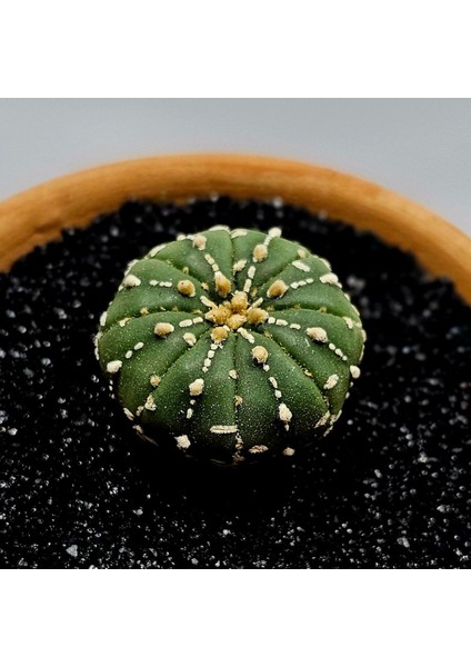 Yağmur Kaktüs Astrophytum Asterias 4.5 cm Boyutunda Özel Tür Kaktüs