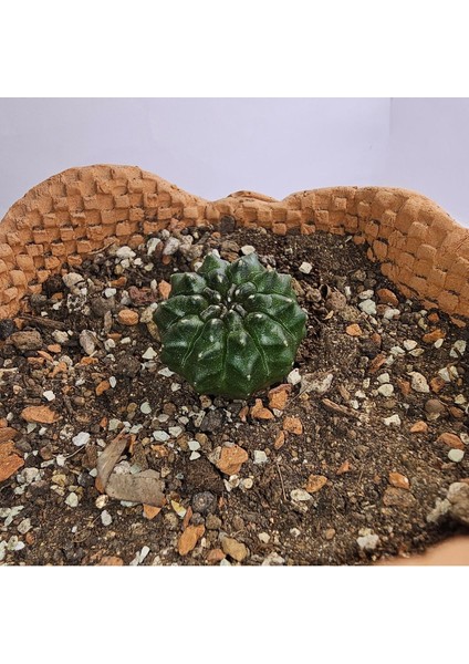 Gymnocalycium Mihanovichii Inermis Cristata