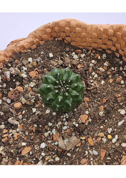 Gymnocalycium Mihanovichii Inermis Cristata