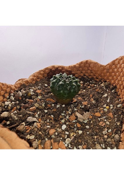 Gymnocalycium Mihanovichii Inermis Cristata