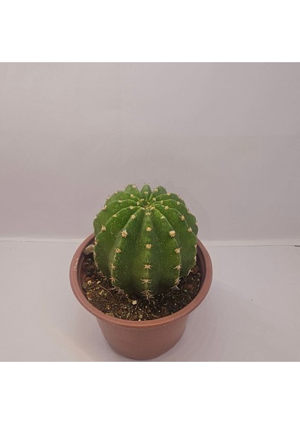 Echinopsis Subdenudata 9luk Saksıda Kaktüs