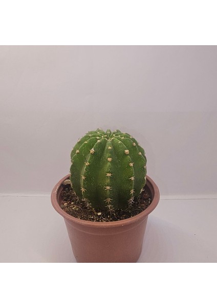 Echinopsis Subdenudata 9luk Saksıda Kaktüs