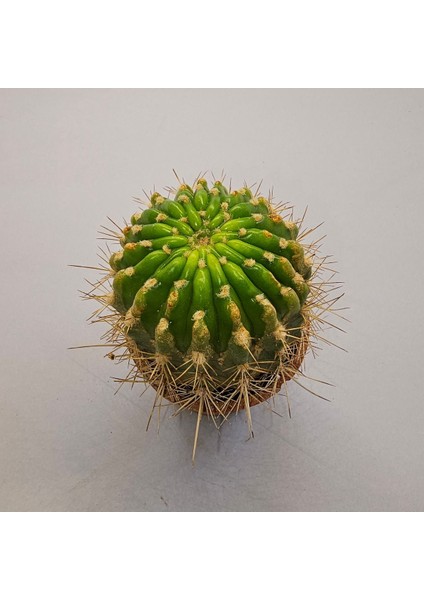 Yağmur Kaktüs Kaynana Topuzu Echinopsis Kaktüs 5,5lik Saksı