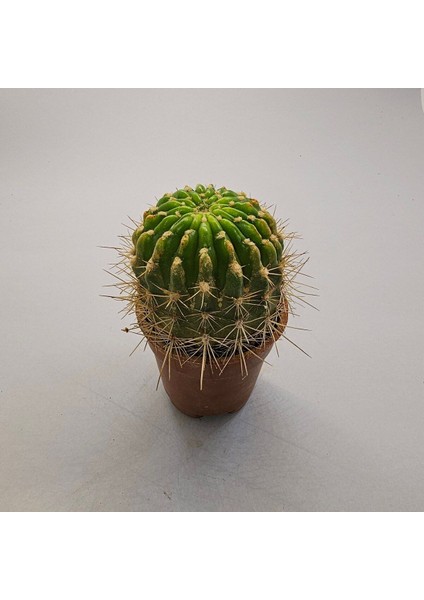 Yağmur Kaktüs Kaynana Topuzu Echinopsis Kaktüs 5,5lik Saksı