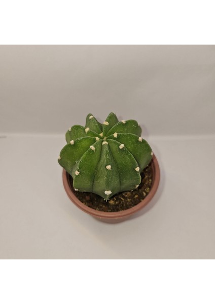 Echinopsis Subdenudata 9luk Saksıda Kaktüs