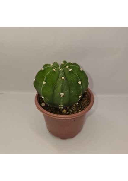 Echinopsis Subdenudata 9luk Saksıda Kaktüs