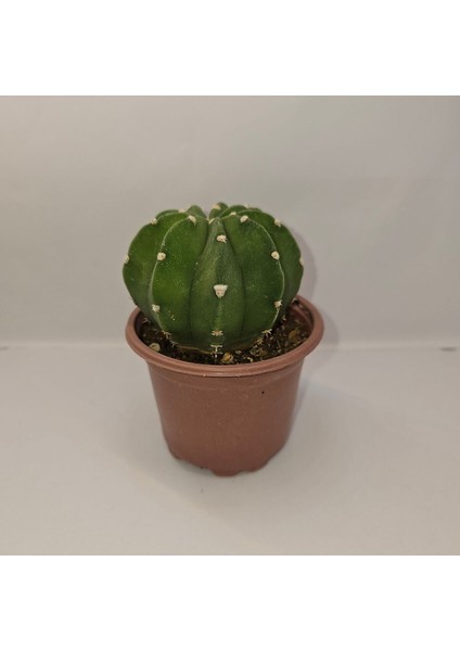 Echinopsis Subdenudata 9luk Saksıda Kaktüs