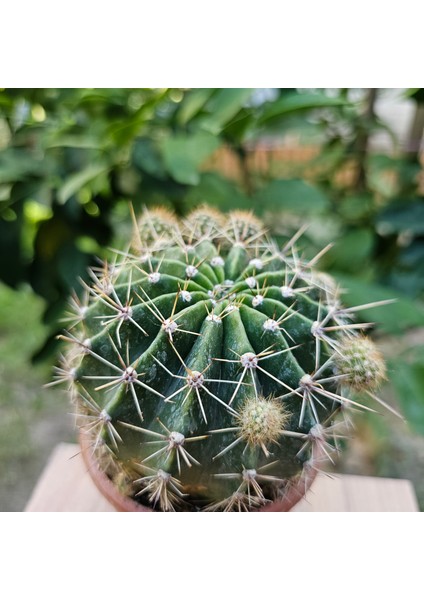 Yağmur Kaktüs Echinopsis 8.5lik Saksıda Kaktüs