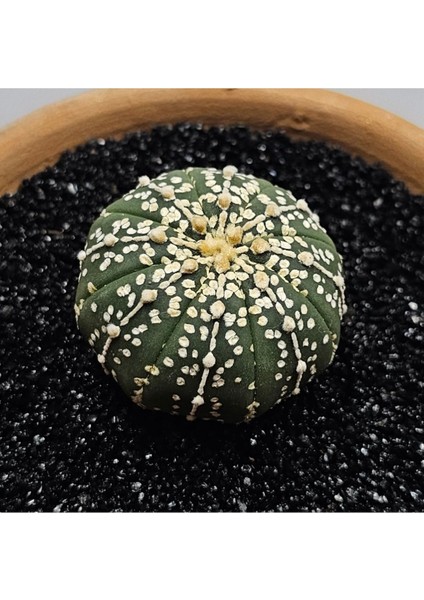 Yağmur Kaktüs Astrophytum Asterias 5 cm Boyutunda Özel Tür Kaktüs