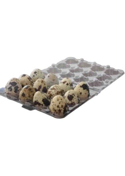 Bıldırcın Yumurta Viyol 50 Adet 12Lİ Şeffaf Plastik Viyol fiyatları