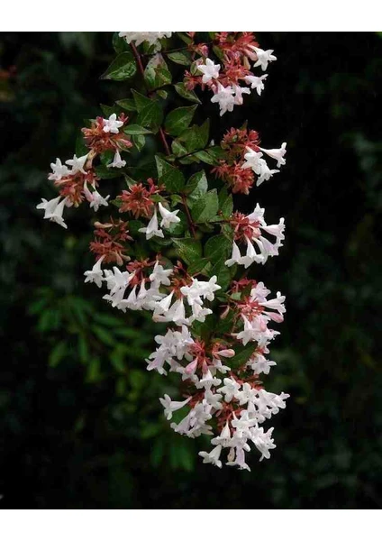 1-2 Yaş Arası Tüplü Abelya (Abelia) Çiçeği Fidanı - Hoş Kokulu ve Dayanıklı Fidan