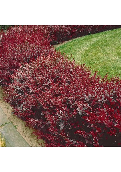 Bahçe Için Kırmızı Yapraklı Berberis Fidanı Berberis Thunbergii - Dış Mekan Süs Bitkisi 2 Yaşında Tüplü