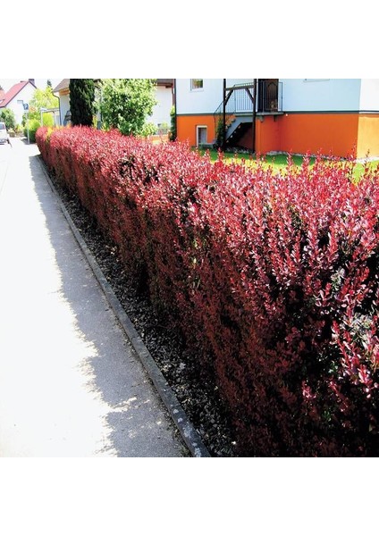 Bahçe Için Kırmızı Yapraklı Berberis Fidanı Berberis Thunbergii - Dış Mekan Süs Bitkisi 2 Yaşında Tüplü