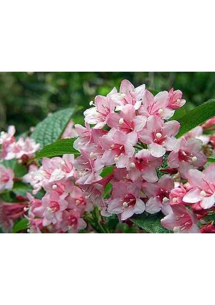 1-2 Yaş Arası Vangelya Gelin Tacı (Spiraea Vanhouttei) Fidanı - Zarif ve Bol Çiçekli Fidan fiyatları