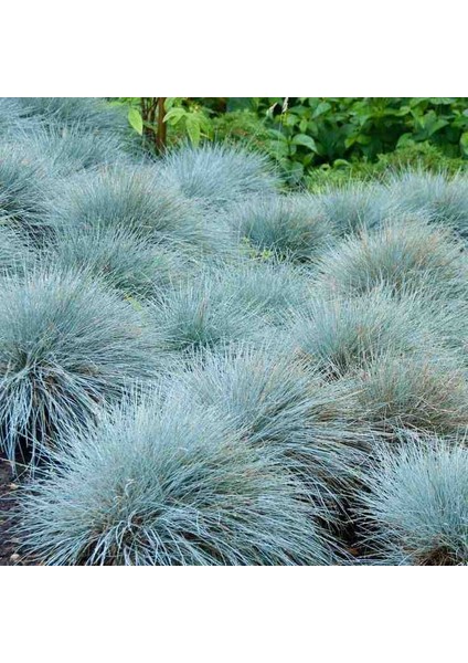 1-2 Yaş Arası Tüplü Mavi Çim (Festuca Glauca) Fidanı - Göz Alıcı Renk ve Dayanıklı Peyzaj Bitkisi