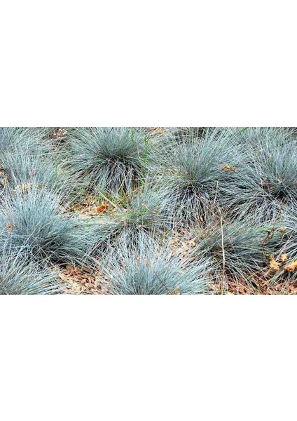 1-2 Yaş Arası Tüplü Mavi Çim (Festuca Glauca) Fidanı - Göz Alıcı Renk ve Dayanıklı Peyzaj Bitkisi fiyatları