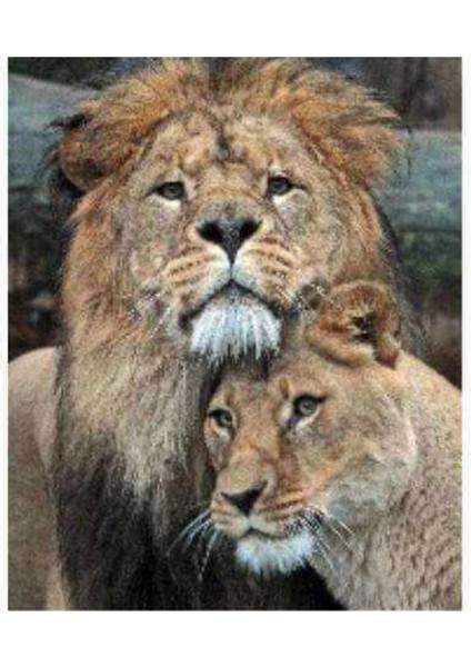 Kanvas aşık Aslanlar Sayılarla Boyama Seti Kasnaklı 100 x 140 cm