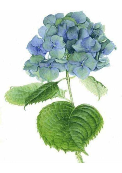 Kanvas güzel Ortanca 4 Sayılarla Boyama Seti Kasnaklı 40 x 50 cm