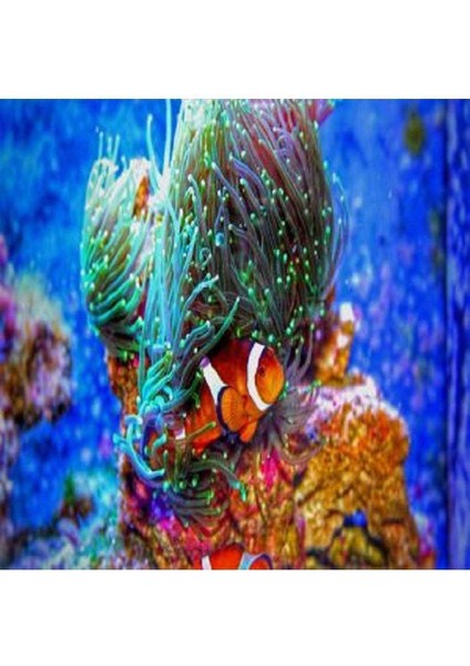 Kanvas kayıp Balık Nemo Sayılarla Boyama Seti Kasnaklı 60 x 75 cm