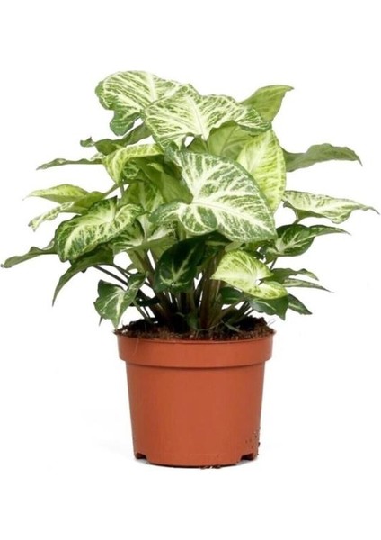 Melek Kanadı Çiçeği 20-30 Cm Saksılı Iç Mekan Bitkileri Syngonium Podophyllum