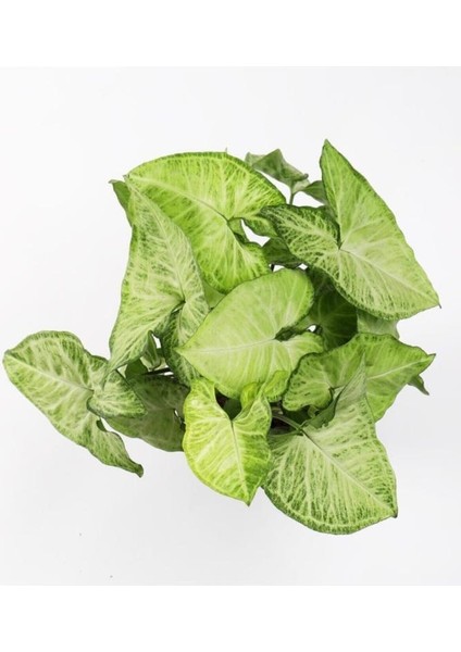 Melek Kanadı Çiçeği 20-30 Cm Saksılı Iç Mekan Bitkileri Syngonium Podophyllum