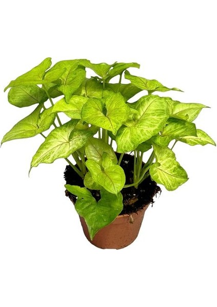 Syngonium Mango Allusion - Melek Kanadı Çiçeği Mini - Ev Ofis Salon Iç Mekan Bitkisi