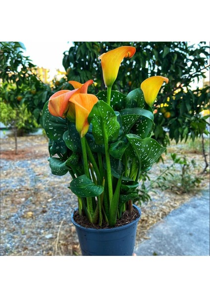 Denizin Garden Gala Çiçeği (Zantedeschia) - Turuncu