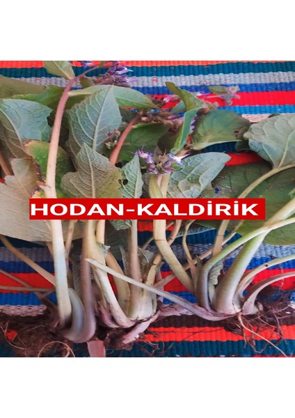 500 Gram Hodan-Kaldirik-Ispıt Otu Açık Kök