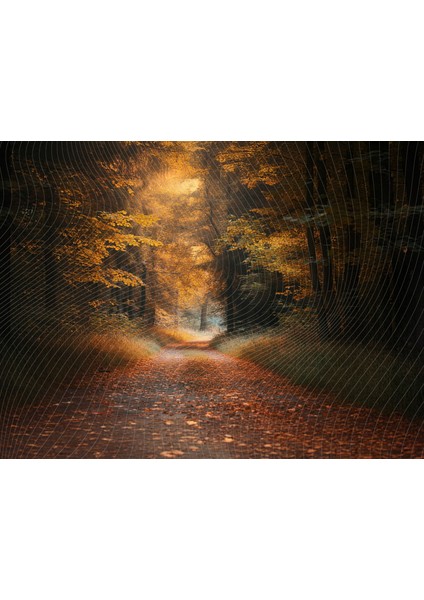 Nostaljik Sonbahar Orman Yolu Temalı Stüdyo Fonu Arka Plan - 200X150CM