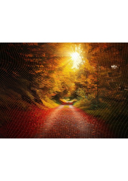 Sonbahar Temalı Orman Yolu Stüdyo Fonu, 200X150CM, Arka Plan