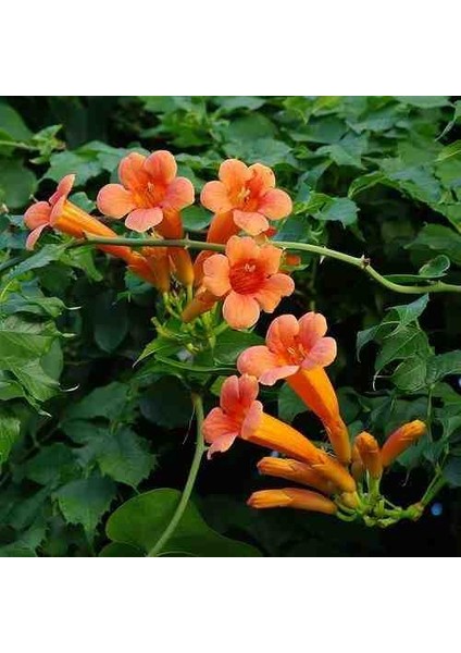 1-2 Yaş Arası Tüplü Acem Borusu (Campsis Radicans) Fidanı - Hızlı Büyüyen ve Gösterişli Çiçekli Fidan