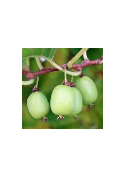 1-2 Yaş Arası Tüplü Mini Kivi (Actinidia Arguta) Fidanı - Soğuğa Dayanıklı ve Meyve Veren Fidan