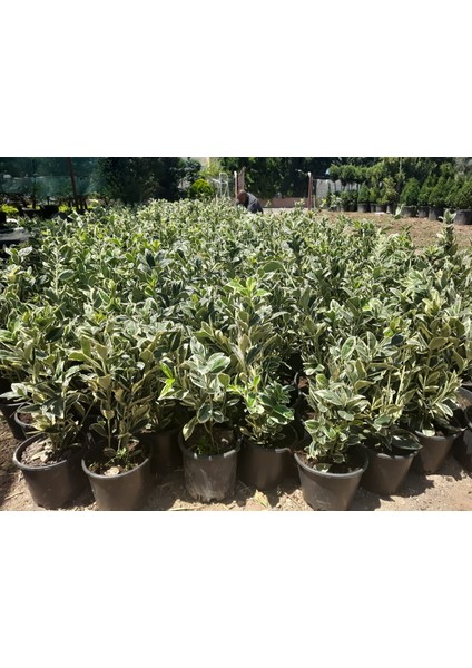 Bravo' - Saksılı Taflan Fidanı, Alacalı Yapraklı Dekoratif Çalı Bitkisi 25-40 cm Boyarası fiyatları