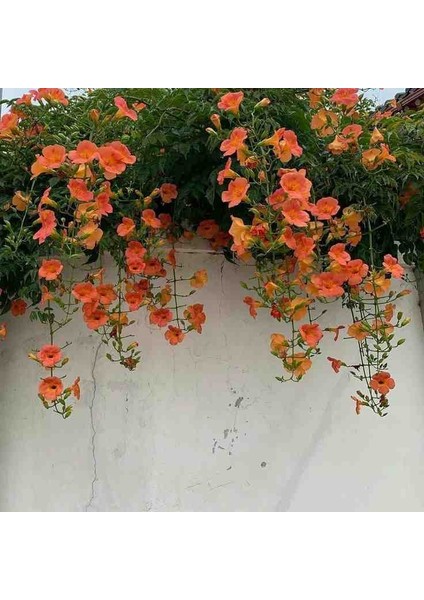 1-2 Yaş Arası Tüplü Acem Borusu (Campsis Radicans) Fidanı - Hızlı Büyüyen ve Gösterişli Çiçekli Fidan
