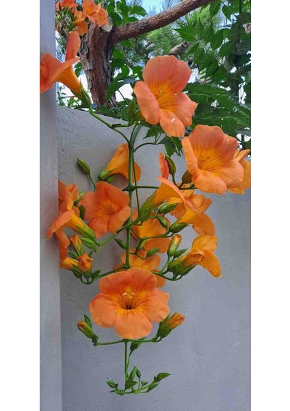 1-2 Yaş Arası Tüplü Acem Borusu (Campsis Radicans) Fidanı - Hızlı Büyüyen ve Gösterişli Çiçekli Fidan